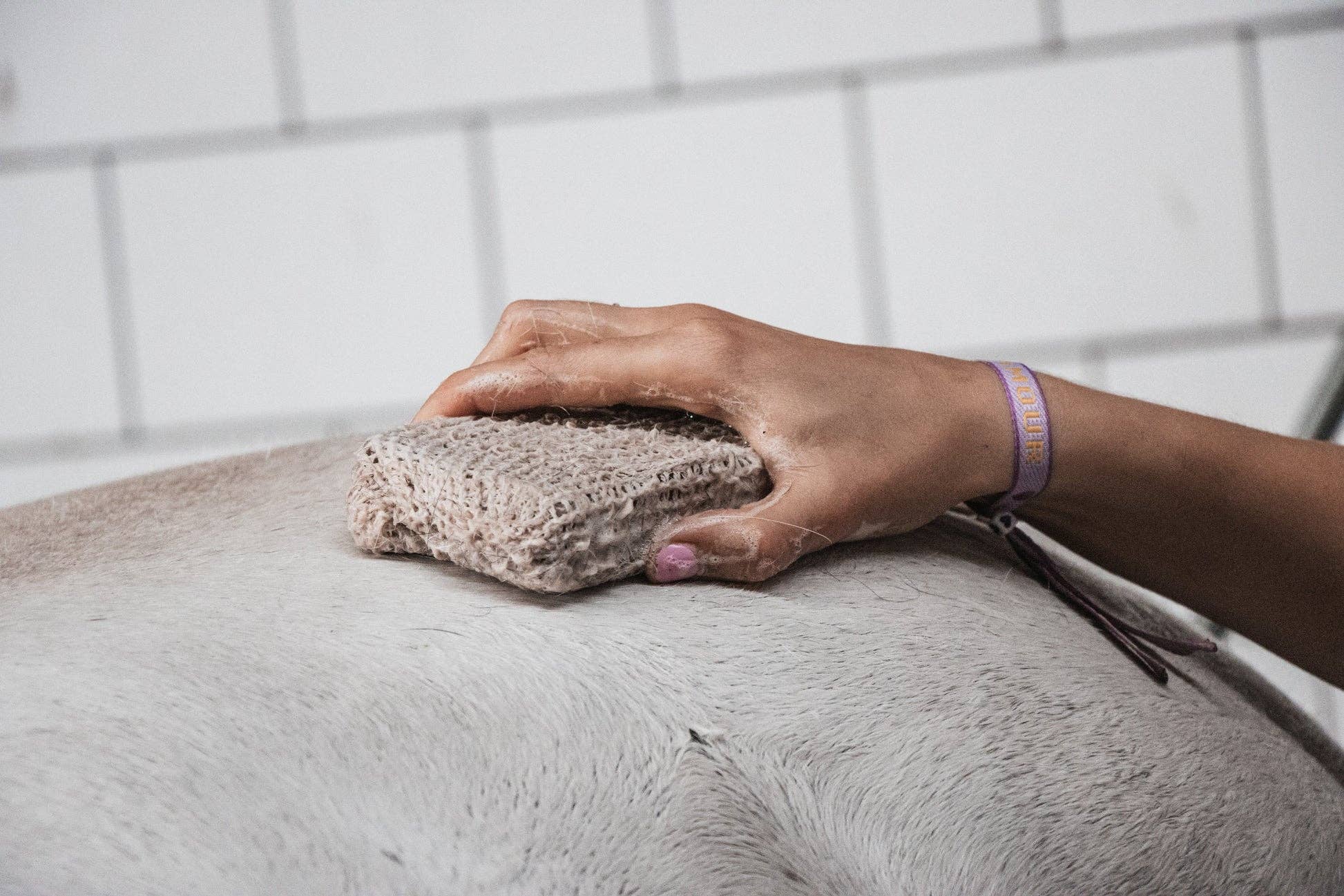 A close-up of a person's hand with pink nail polish holding a textured grooming brush against a light gray animal's fur, with a white tiled wall in the background.