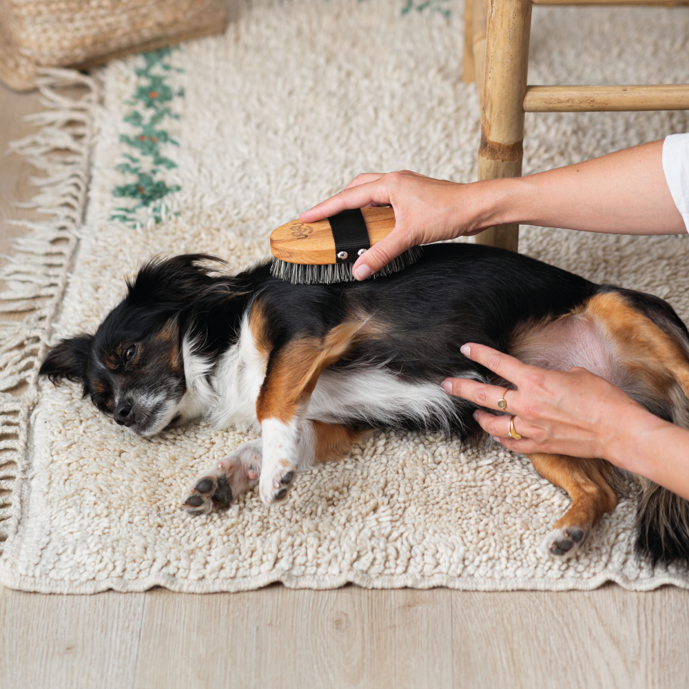 Person grooming a small dog with a brush on a carpeted floor.