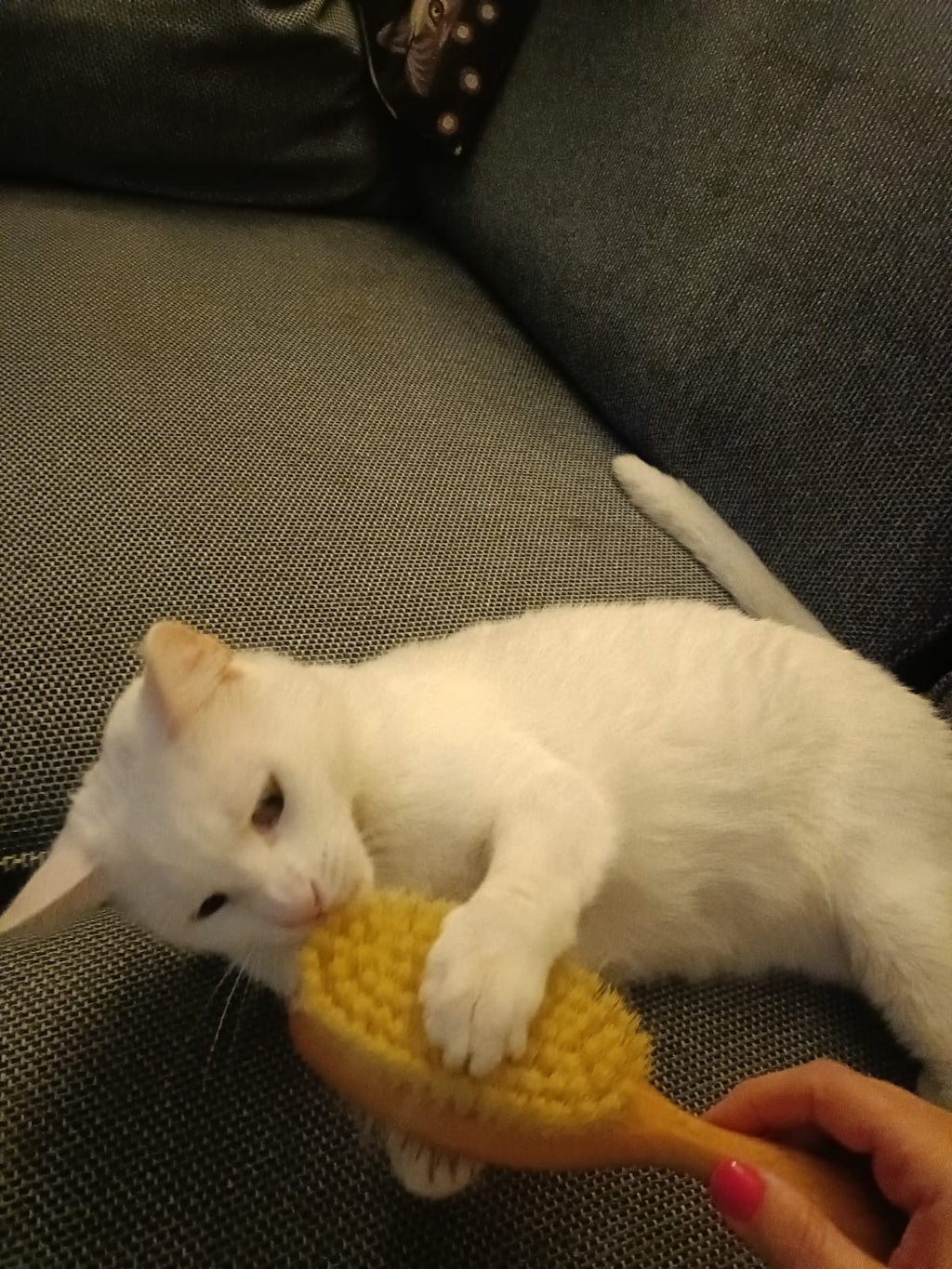 Doppelseitige Pflegebürste für Hunde und Katzen – für langes und mittellanges Fell