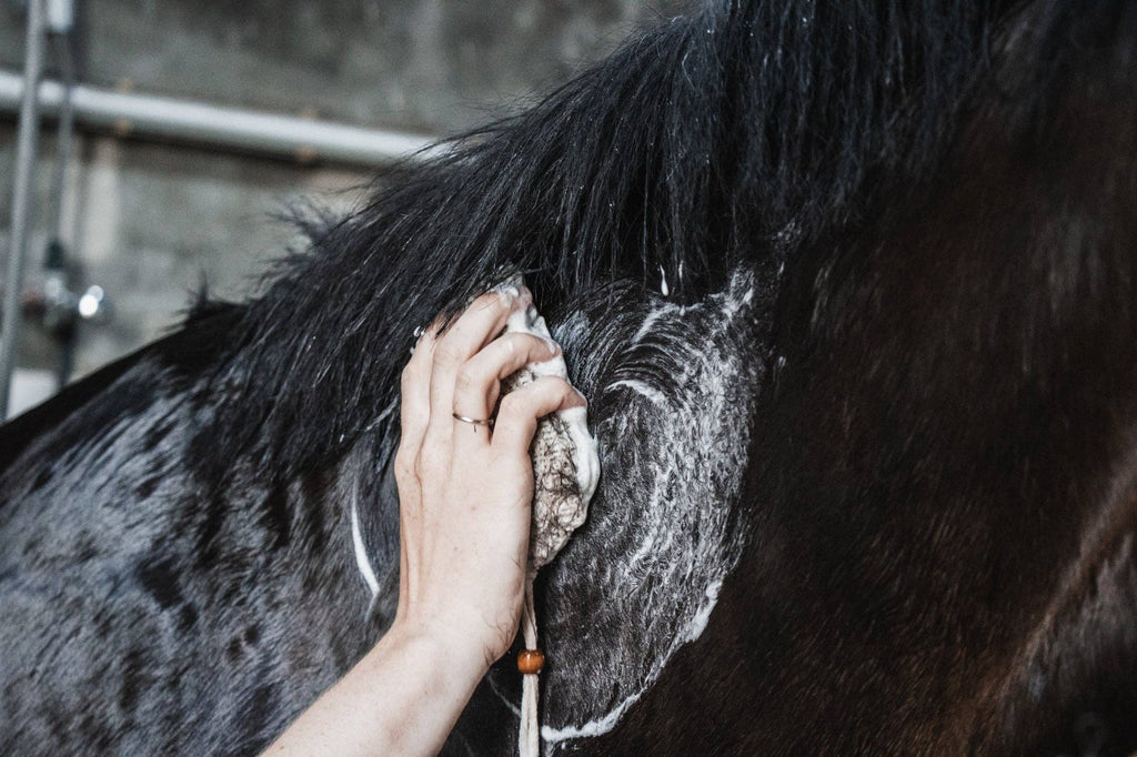 A close-up of a person's hand washing the dark coat of a horse with a soapy cloth in an outdoor or stable setting.