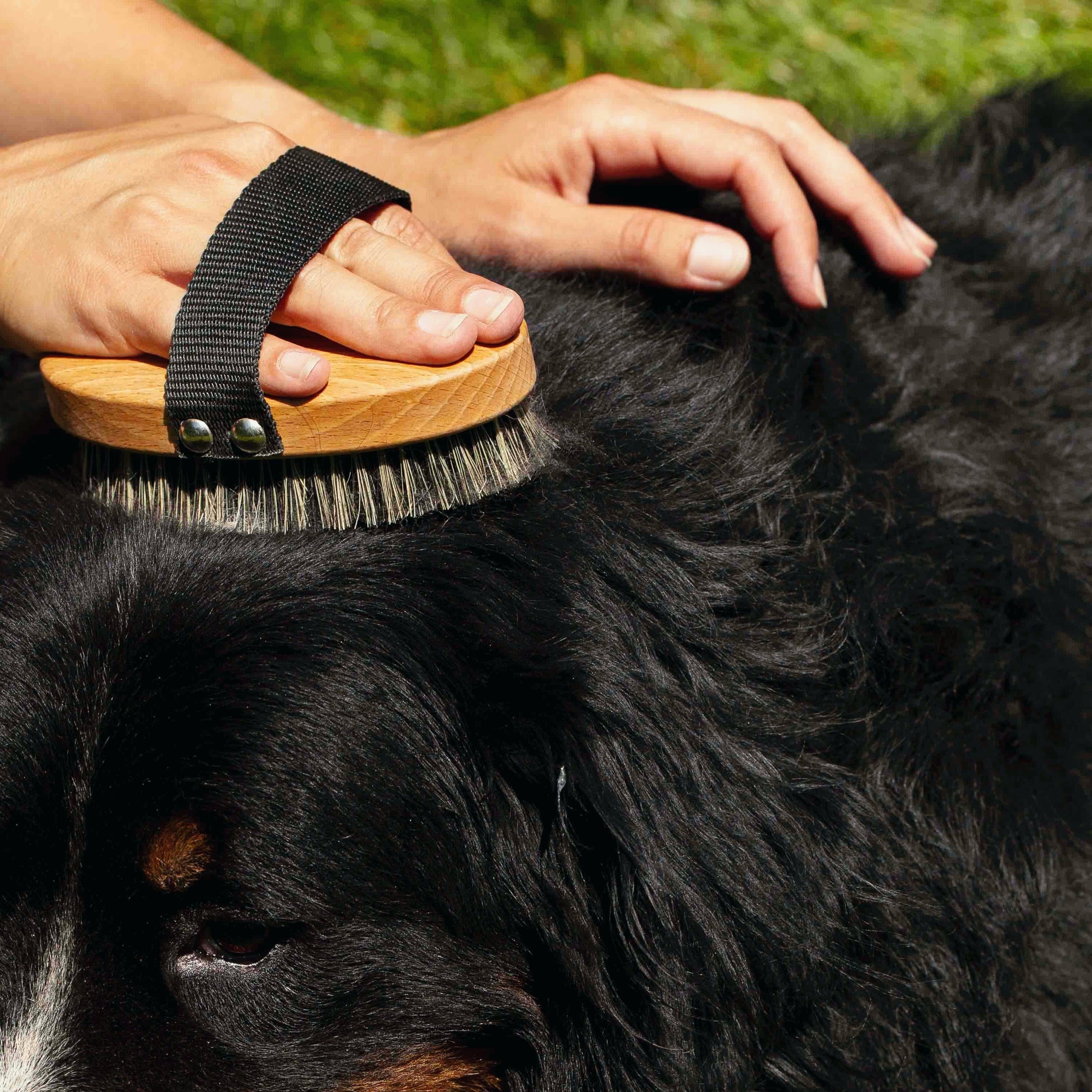 Person grooming a dog with a brush on a grassy background